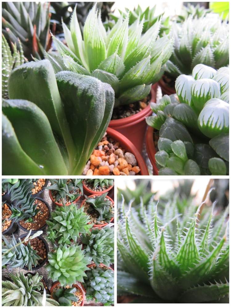 窓辺の画像 by はるまちさん | 窓辺とハオルチアと多肉植物とレース系と軟葉系ハオルチアと硬葉ハオルチアとハオルチア属と斑いりと手のかからない植物と多肉おじさんと成長記録と珍奇植物とHaworthia