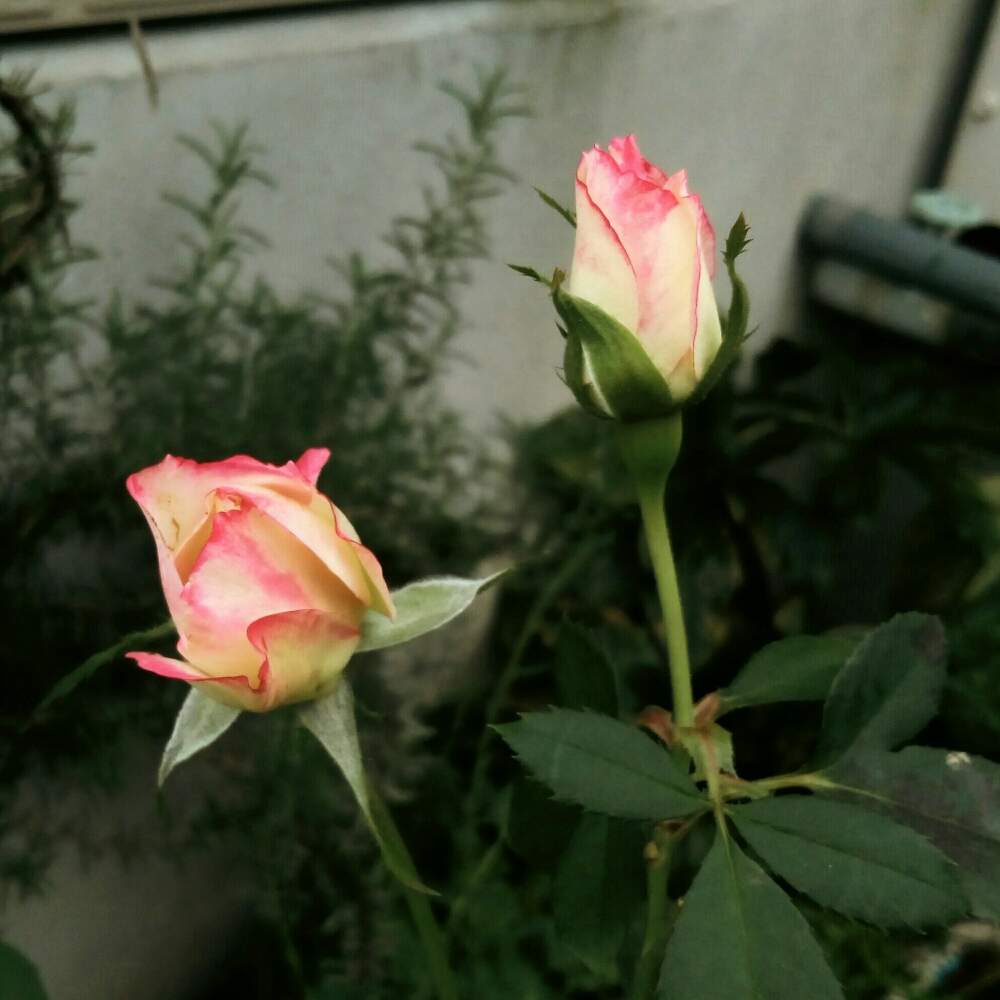 小さな庭の画像 by ひまわりさん | 小さな庭とバラ ジュビレデュプリンスドゥモナコと薔薇に魅せられてとかわいいな♡と花のある暮らしとばら バラ 薔薇