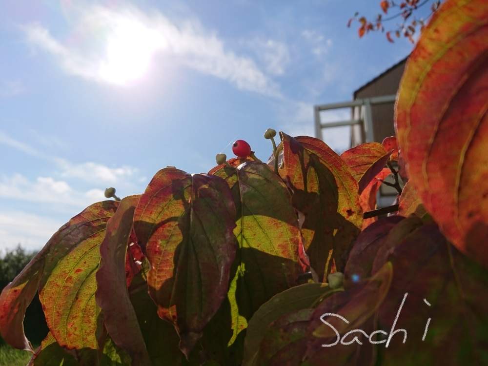 お出かけ先の画像 by sachiさん | お出かけ先とハナミズキの実と花のある暮らしと樹木の実と今日の花便り