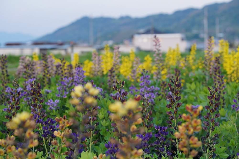 広い庭の画像 by 四国ガーデンさん | 広い庭と植物のある暮らしと初夏の花たちときれいなお花と四国ガーデンと素敵な色合いとガーデニングと花のある暮らしと大好き♡︎ʾʾと色合いがキレイ