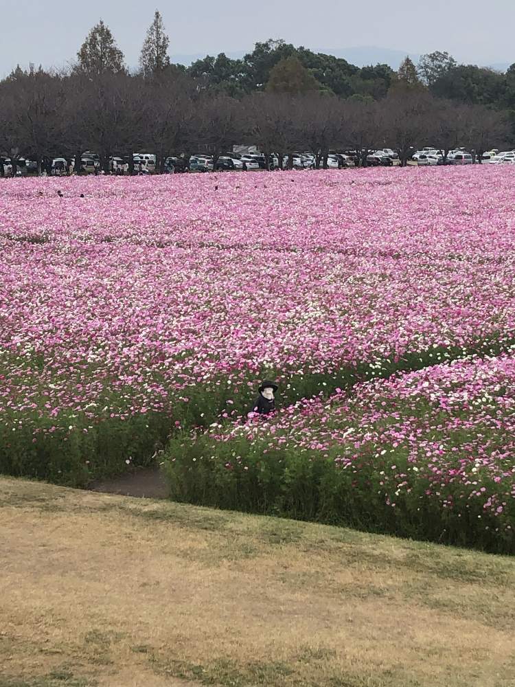 お出かけ先の画像 by ラッキーねこさん | お出かけ先とコスモスと満開と秋の風景とチーム福岡