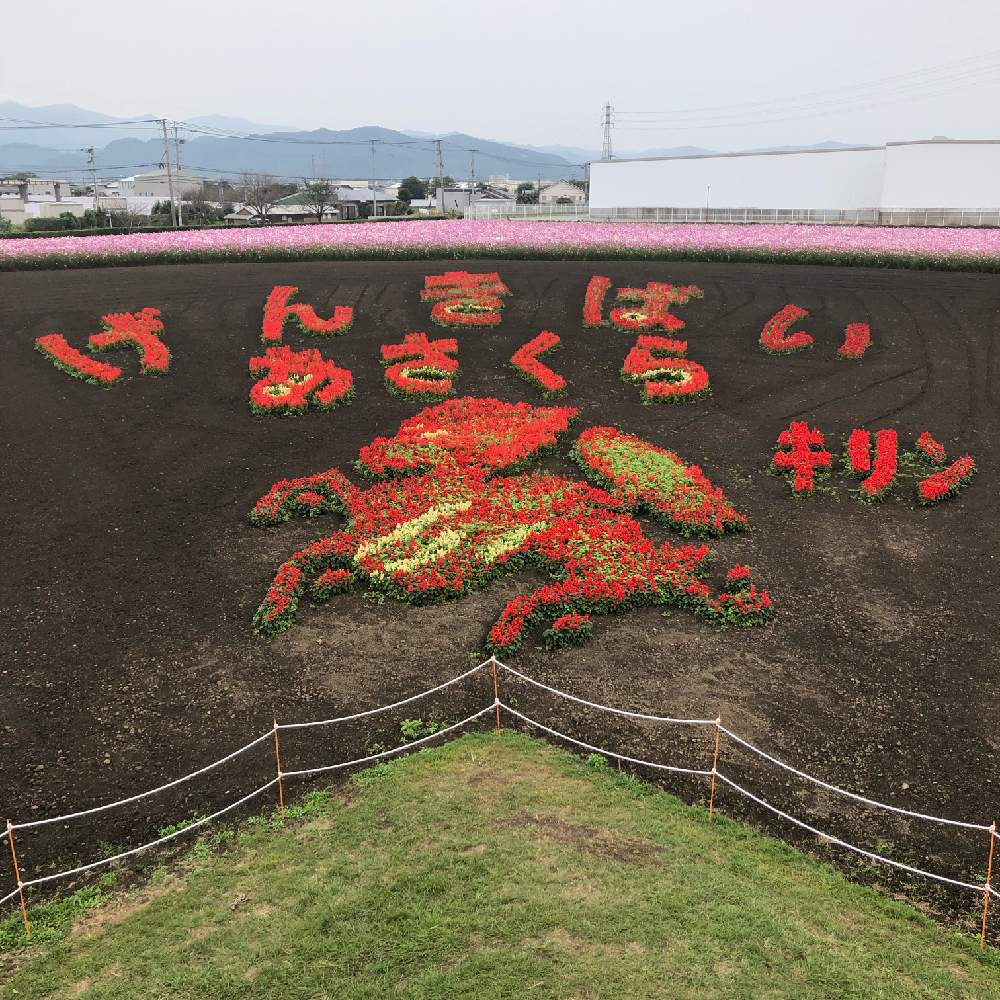 お出かけ先の画像 by ラッキーねこさん | お出かけ先とベゴニアと秋の風景とお花のアートとチーム福岡