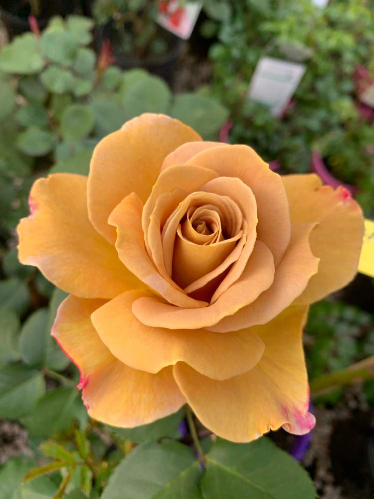 お出かけ先の画像 by cocoさん | お出かけ先とバラとばら バラ 薔薇と庭の花とマーケットと今日の一枚と今日のお花とおでかけ先とガーデニングと花のある暮らし