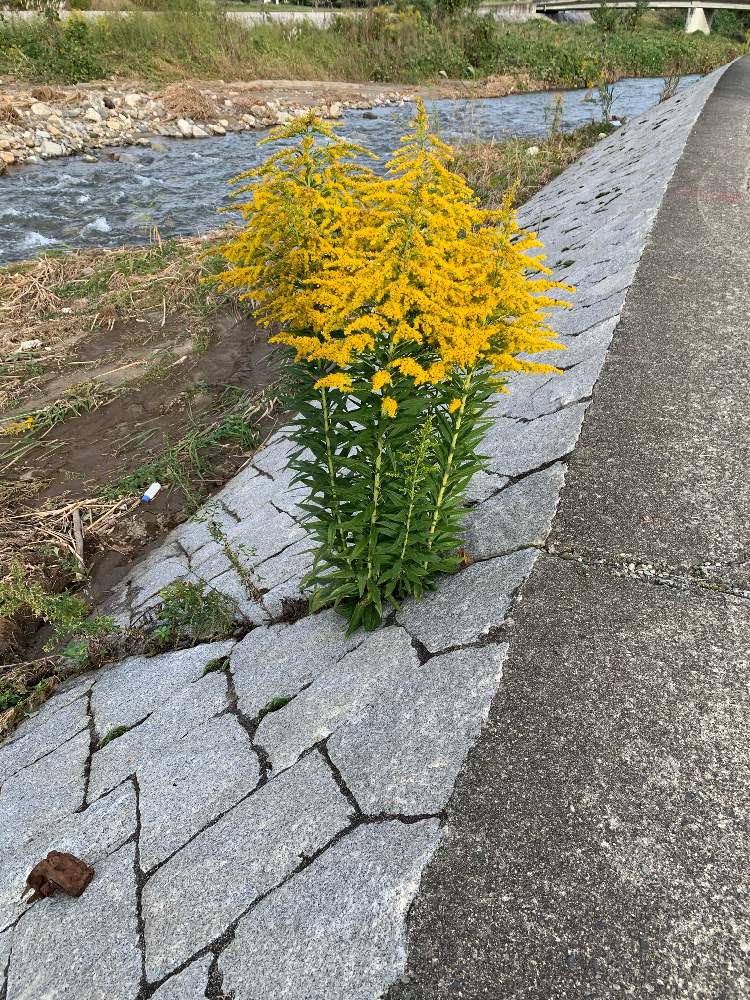 お出かけ先の画像 by Sayu®️さん | お出かけ先と野草と花のある暮らしと道端に咲く花