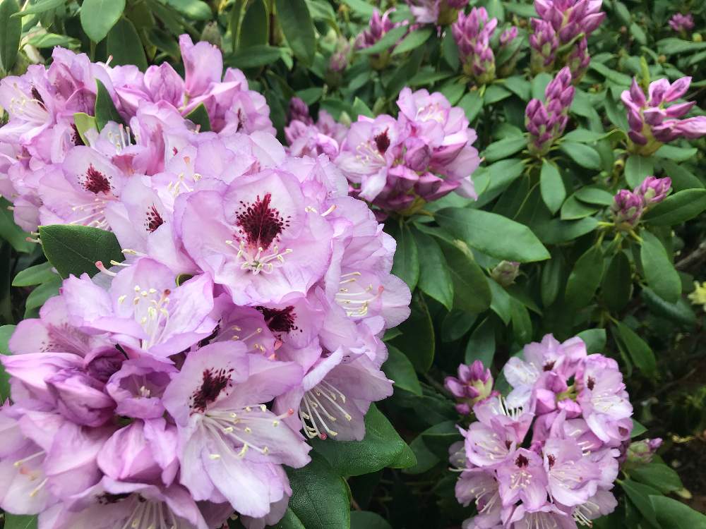 お出かけ先の画像 by ろこたろさん | お出かけ先とピンクの花と花のある暮らしと*しゃくなげ*