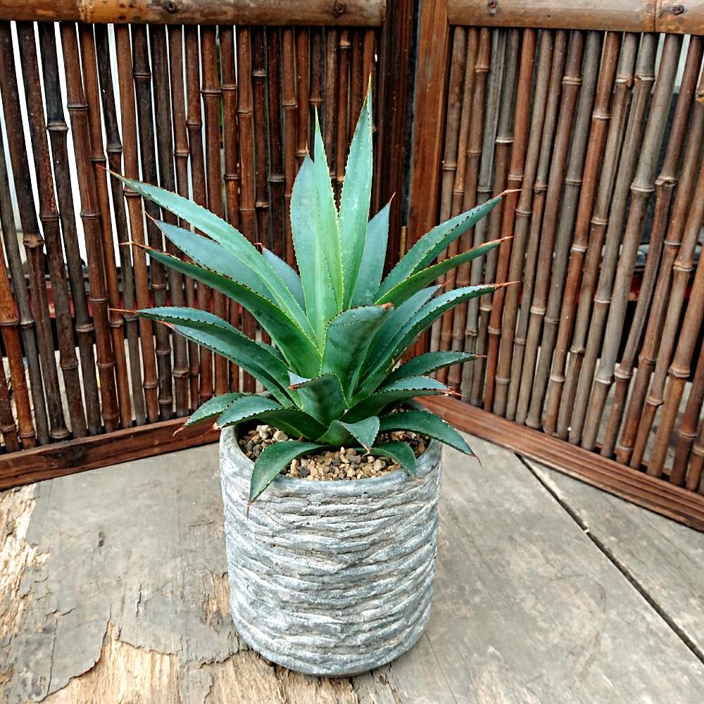 バルコニー/ベランダの画像 by MellowGardenさん | バルコニー/ベランダと多肉植物と陶器の鉢と陶器鉢とアガベ・ブルーグローとアガベ属