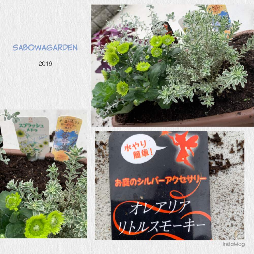 アプローチの画像 by サボワさん | アプローチとオレアリア リトルスモーキーとオーストラリアローズマリーとギャザリングリーフ葉牡丹とスプラッシュ メドゥとクリサンセマム スプラッシュ・メドゥとクリサンセマム スプラッシュ・メドゥとキラキラ光ると♯葉牡丹とローズマリー❕と生活に草花と可愛いお花と綺麗なお花❤と毎日の癒しと緑のある暮らしと鉢植えと花のある暮らしと葉の美しい植物とお花のある生活と家庭菜園奮闘日記と緑のある生活とギャザリングリーフと秋の花とオレアリア リトルスモーキー!とプランター植え