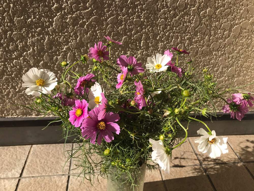 お出かけ先の画像 by 92Aさん | お出かけ先とコスモスとピンクの花とグリーン!グリーン!グリーン!とGS映えと美しく咲くと赤い花と可愛いと花のある暮らしと白い花といやされるとあきとGREEN UP!