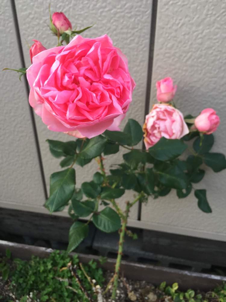 小さな庭の画像 by mimisuke450さん | 小さな庭と薔薇と薔薇♪と花のある暮らしと北海道