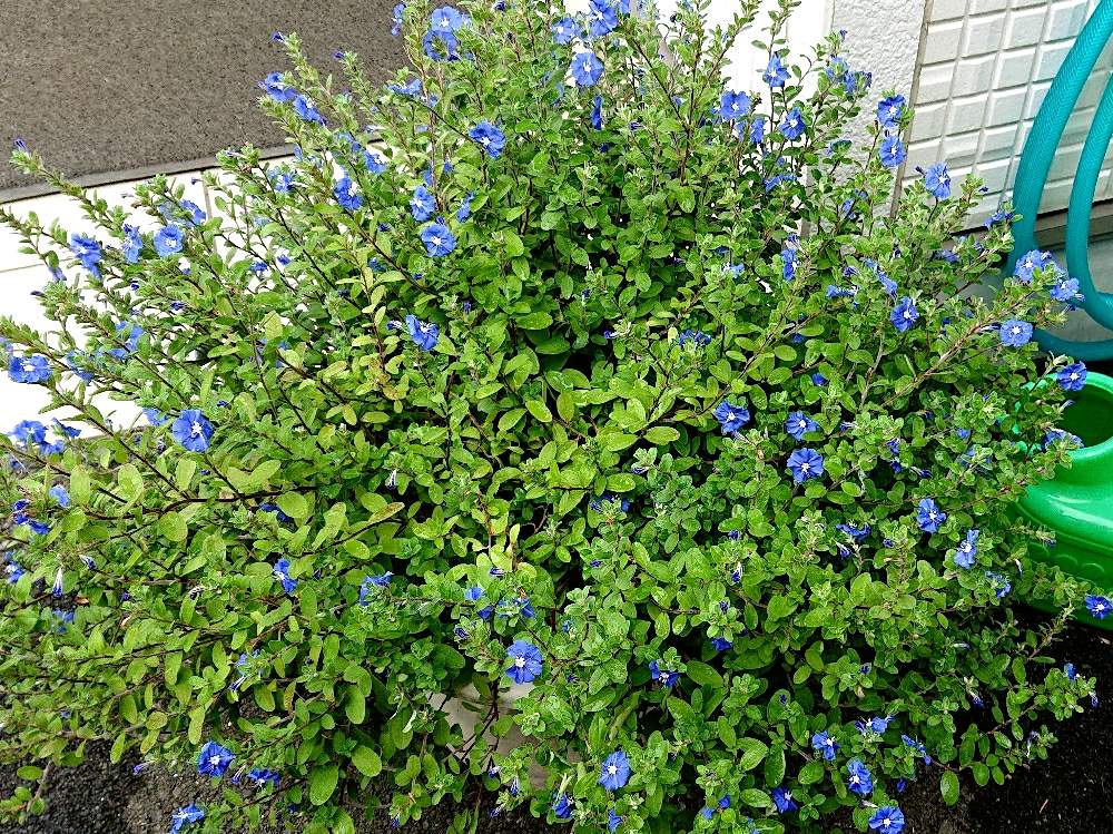 玄関の画像 by kosyori☆さん | 玄関とアメリカンブルーと初心者ですと季節の花と成長記録と可愛いと花のある暮らしといやされると色がキレイ