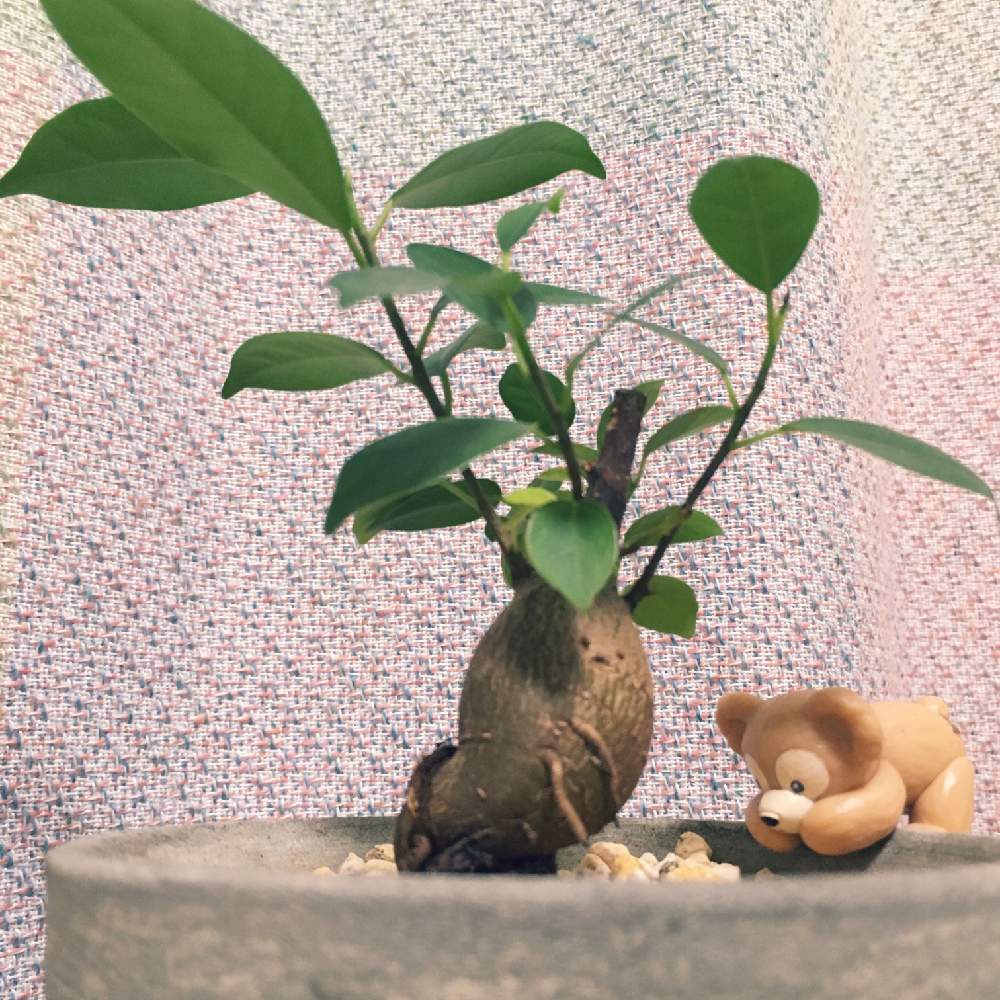 部屋の画像 by かりんさん | 部屋と ガジュマルと観葉植物初心者と花のある暮らしとかわいいとおおきくなあれとインテリアグリーン