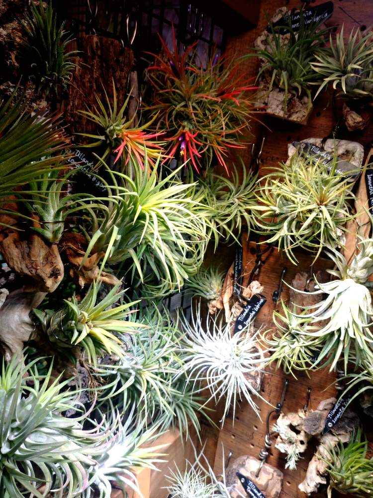 棚の画像 by ちょこぼっさん | 棚とチランジア イオナンタ各種と着生植物と室内植物ラックDIYと開花待ちとハンキングとえせボタニストと発根と植中毒とイオナンタ万歳同盟( ゚∀゚)人(゚∀゚ )と板付けと植物用LEDと花のある暮らしと熱帯植物とチランジア中毒者とエアープランツ/チランジア