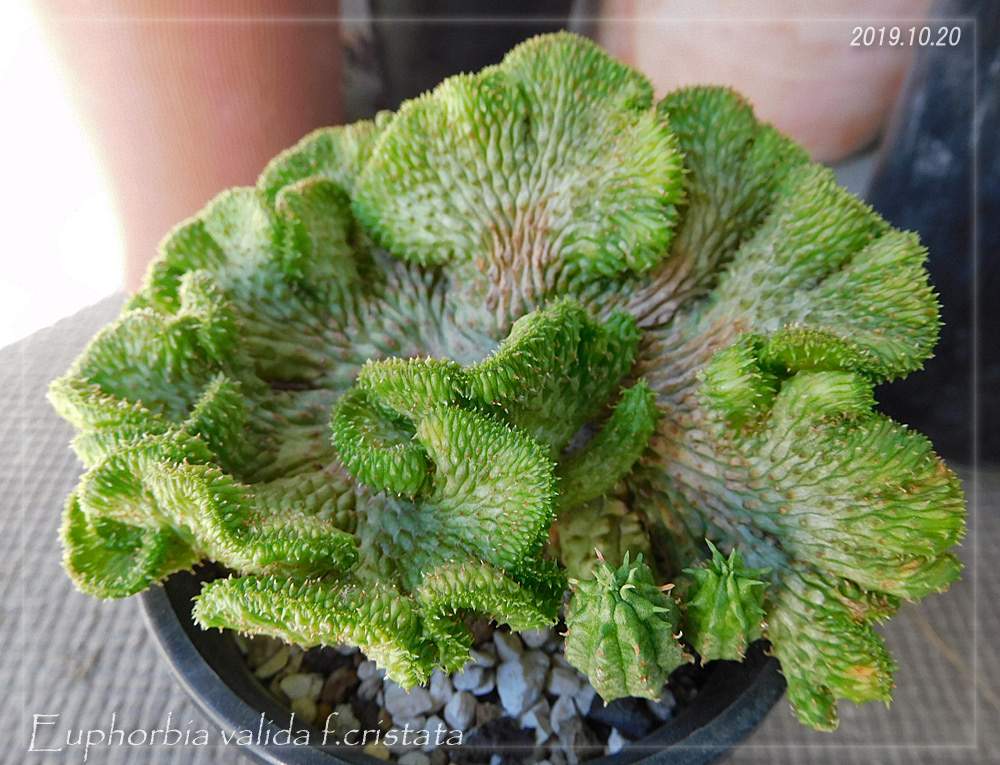 バルコニー/ベランダの画像 by KUROKUROさん | バルコニー/ベランダとバリダ(綴化)と多肉植物とバリダ綴化とバリダ(万代)と綴化株と成長記録と珍奇植物とユーフォルビアとビザールプランツ