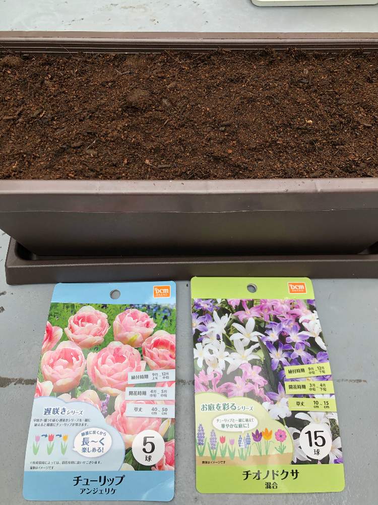 バルコニー/ベランダの画像 by キミさん | バルコニー/ベランダとチオノドクサとチューリップとワクワクと大丈夫?と曇りと楽しみ〜と大きくなぁれ