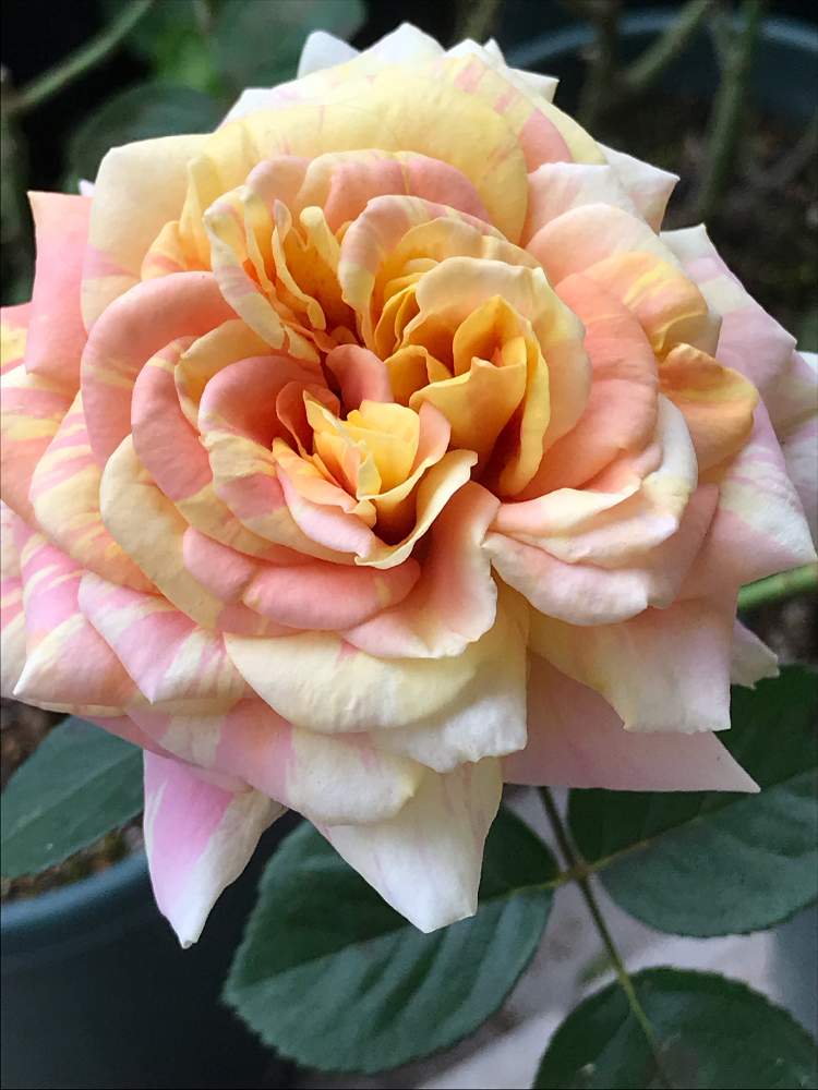 小さな庭の画像 by vogel ②さん | 小さな庭と黄八丈とばら バラ 薔薇とHTと田頭数蔵と鉢植えと広島バラ園