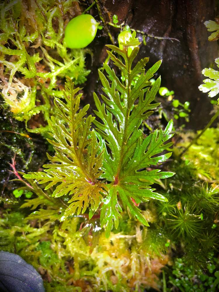インテリアの画像 by nature.Tagさん | インテリアとBegonia sp. bipinnatifidaと苔リウムと観葉植物と水草水槽とテラリウムと緑のある暮らしと苔(こけ)と観葉植物のある暮らしと水草とベゴニア☆と熱帯植物とアクアリウムとアクアテラリウム