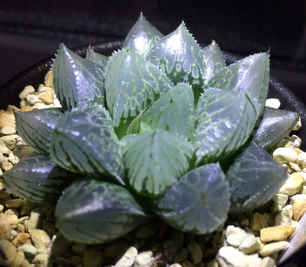 棚の画像 by しゅなぞうさん | 棚と多肉植物とハオルチア属とsucclentとHaworthia