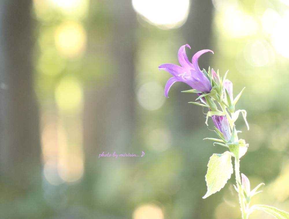 お出かけ先の画像 by みりりんさん | お出かけ先とニコニコ♡と今日も笑顔で♡と良かった♡とみんな空で繋がってる