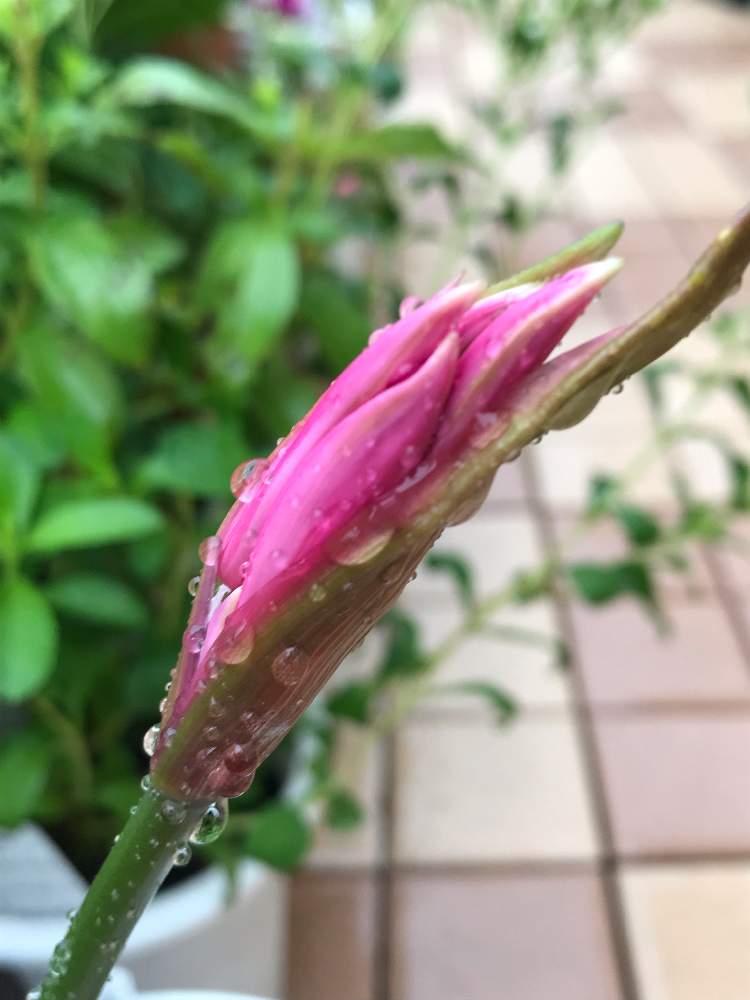 バルコニー/ベランダの画像 by 杏仁さん | バルコニー/ベランダとネリネと花のある暮らしとまだ咲かない…と小さな幸せ❤とピンクかな?