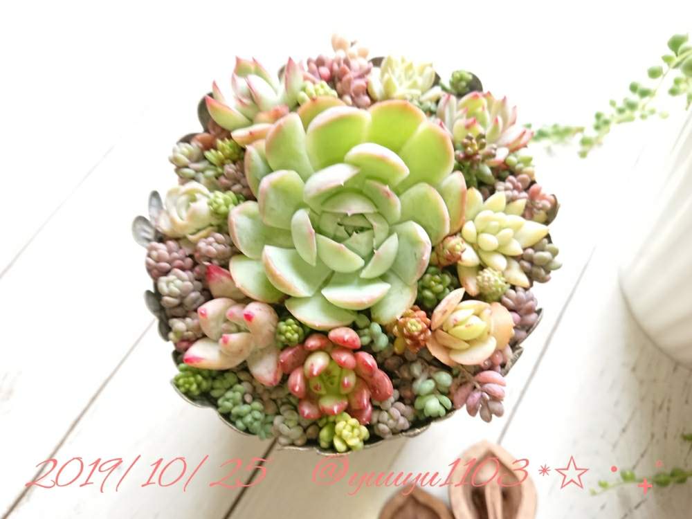 窓辺の画像 by ゆうゆさん | 窓辺と多肉植物と寄せ植えと今日の一枚と北の大地からとゆうゆと癒やしの時間とナチュラルスタイルとガーデニングと花のある暮らしとかわいいな♡と北海道と多肉寄せ植えとsucculentと毎日癒されます