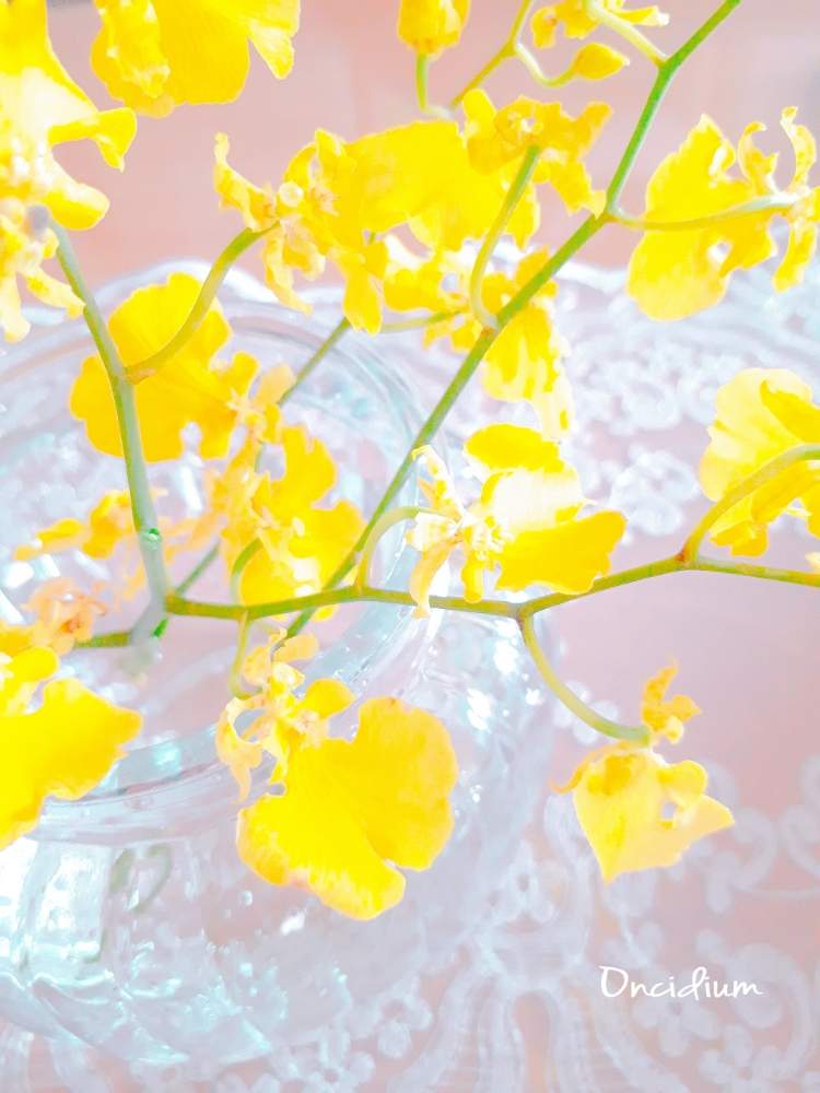 の画像 by Miimoƶa さん | 安定のLovely♡とオンシジューム・オンシジウム