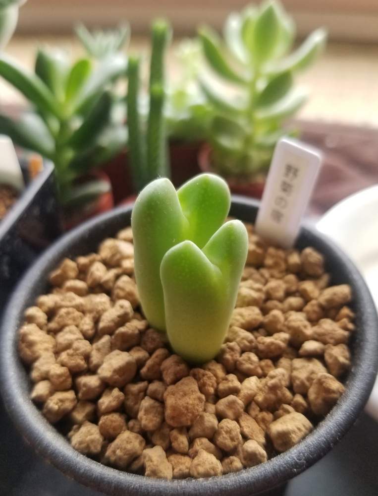 和室の画像 by junjunSAPPOROさん | 和室とコノフィツムと野菊の宿とインドアグリーンと多肉植物と北の大地北海道とコノフィツム属と北海道タニラーとタニラーとモーリモーイと北海道とインテリアグリーンと札幌とメセン