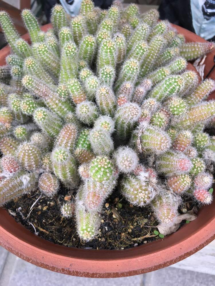 玄関の画像 by チョコタンさん | 玄関と多肉植物のある暮らしとニョロニョロ白檀と 白檀