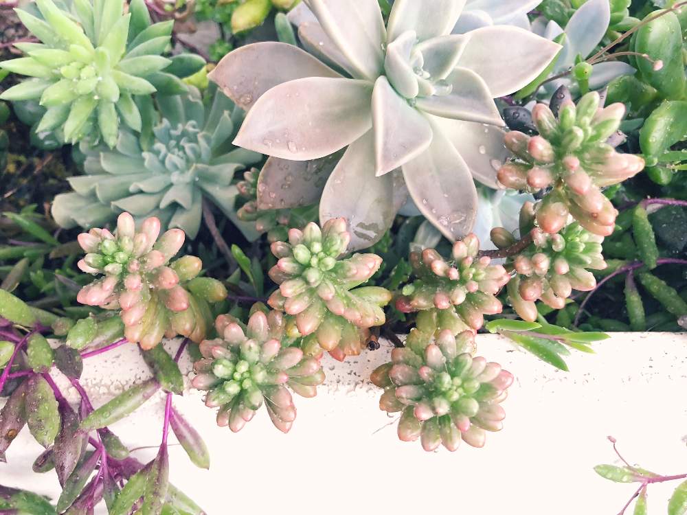 の画像 by ヒロ❤︎さん | 自己満足といい眺めと成長中ときれいと植中毒と多肉女子と可愛いと楽しいと記録用