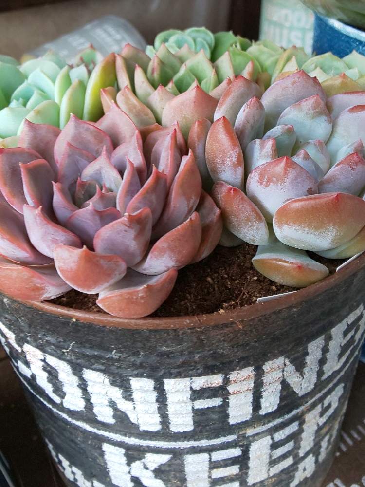 棚の画像 by ジュンさん | 棚と多肉植物と青森♡とHTCとカッコいいとリメ缶と寄せ植えと多肉ちゃんとB型とおきにいりと多肉女子とタニラーとDIYと可愛いと多肉棚