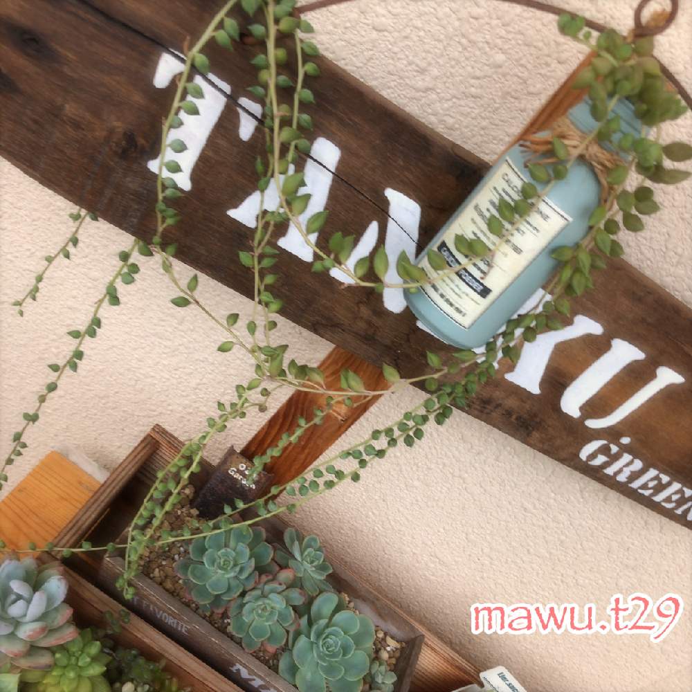 バルコニー/ベランダの画像 by mawuさん | バルコニー/ベランダと多肉植物と水やり後と多肉女子とタニラーと多肉 グリーンネックレスと成長記録と多肉棚