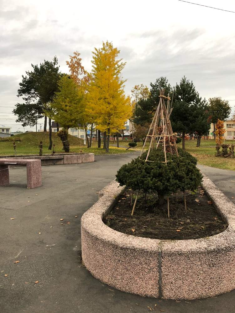 お出かけ先の画像 by ココsanさん | お出かけ先と銀杏の紅葉といちいの冬囲いと緑地公園と冬を迎える準備