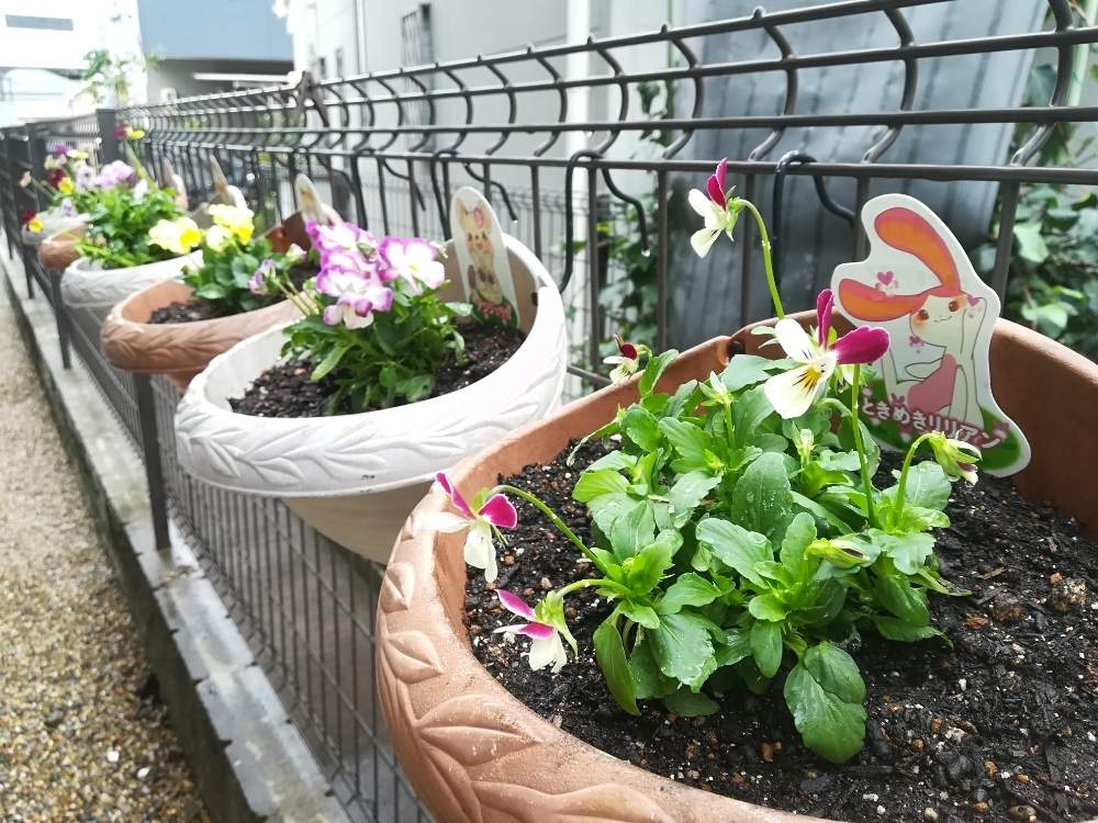 小さな庭の画像 by じーこさん | 小さな庭とみもとビオラとみどりのある暮らしと観葉植物と集合写真と見元のビオラと新入りさんとかわいい