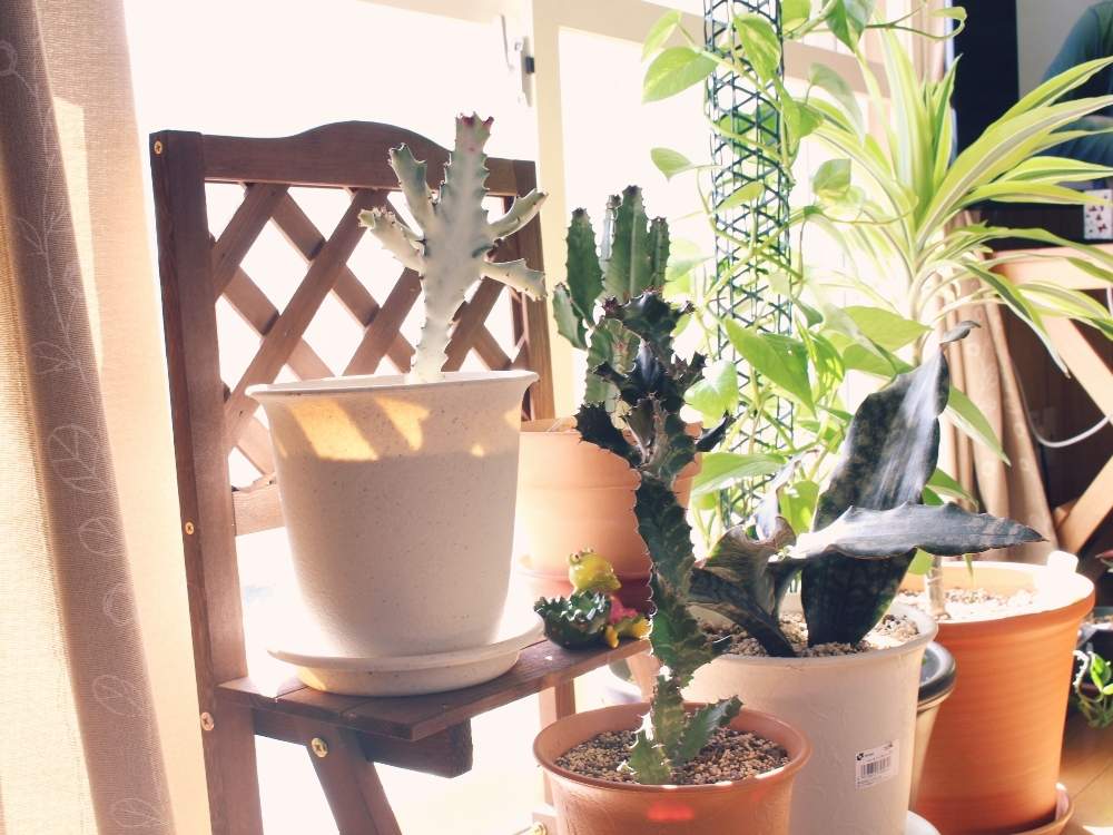窓辺の画像 by naさん | 窓辺と多肉植物と ホワイトゴーストと観葉植物とサンスベリア属と 大雲閣と花のある暮らしとユーフォルビア