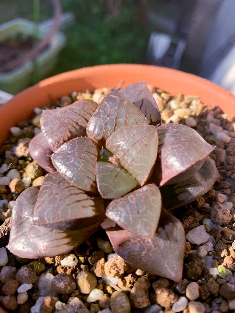 棚の画像 by ミント大好きさん | 棚と多肉男子ときれいだなと観葉植物とハオルチア属と植中毒と珍奇植物とハオルチア 地獄と花のある暮らしと未知との遭遇と自然の力とハオルチア地獄