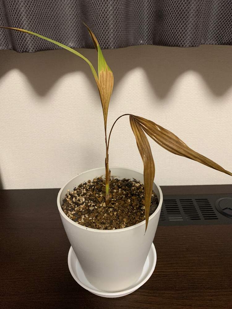 部屋の画像 by ひでぞうさん | 部屋とマニラヤシと令和最初の植物と観葉植物と南国植物と南国イメージとヤシ