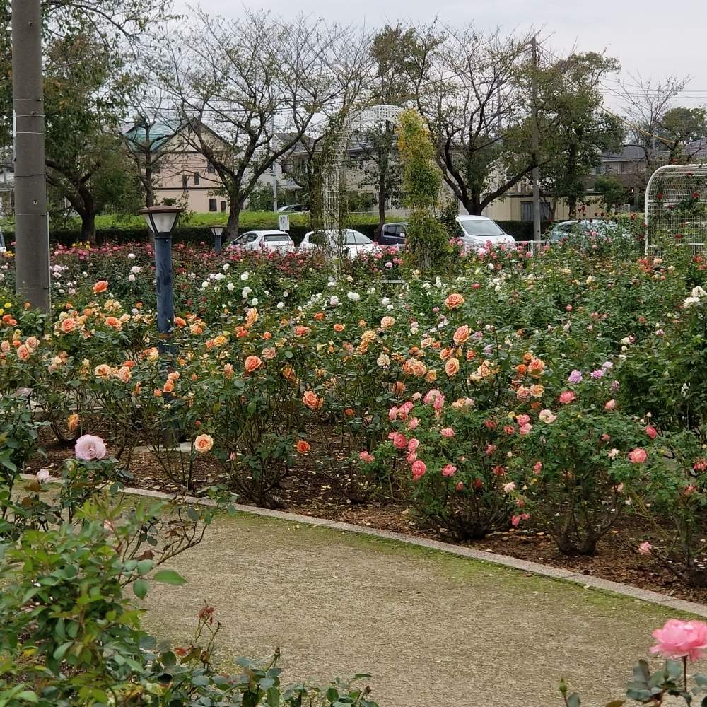 の画像 by まいこ。さん | バラ初心者とロザリアン入門と伊奈町制施行記念公園と薔薇初心者と花のある暮らしとバラ・ミニバラ