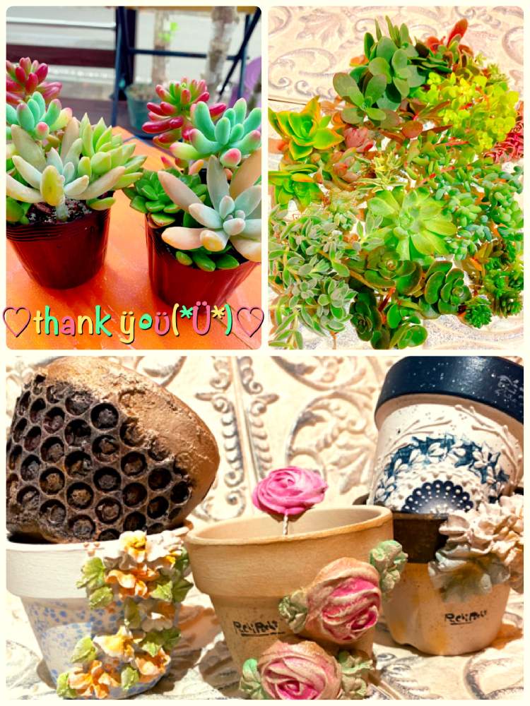 エクステリアの画像 by Graco(*'͜' )⋆*さん | エクステリアと新入りさん。とシマムラ園芸秋の園芸祭とGSの繋がりに感謝✨とありがとう*.(๓´͈ ˘ `͈๓).*と多肉LIFEの幸せ❤と多肉増やしたいと(*¨)~♥とぷちぽちさん鉢。とたにおたくらぶとセダムさん。