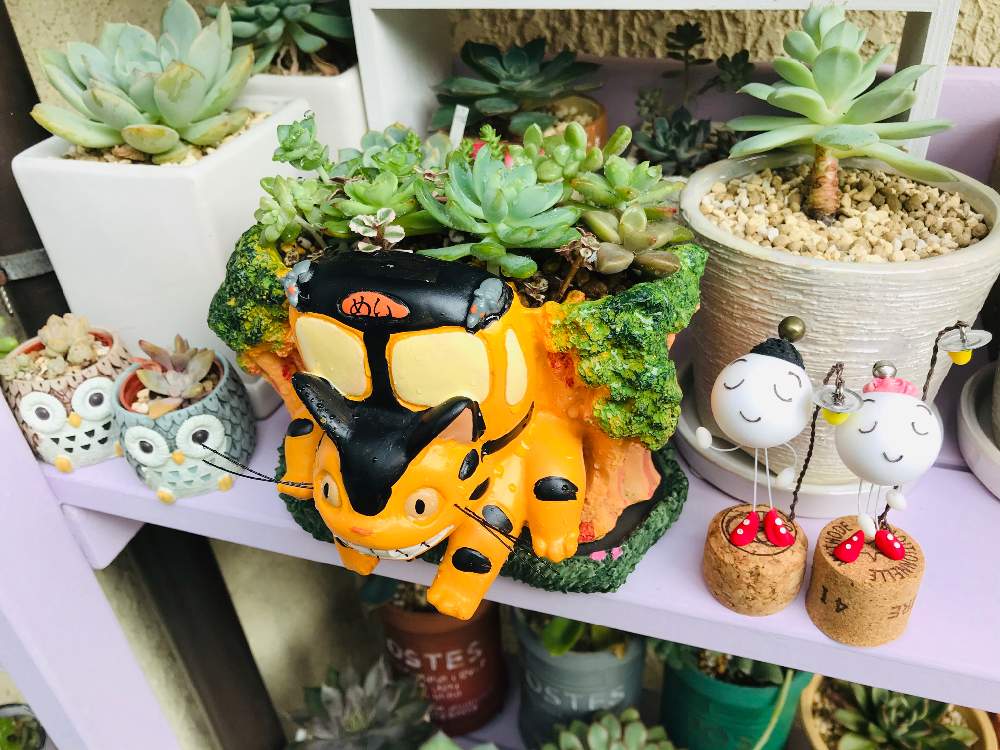 棚の画像 by masayukiさん | 棚と多肉植物と小物のざっかと多肉棚DIYとカット苗といただきものと寄植えとネコバスとDIYと花のある暮らしととなりのトトロと植木鉢とハピコロちゃん