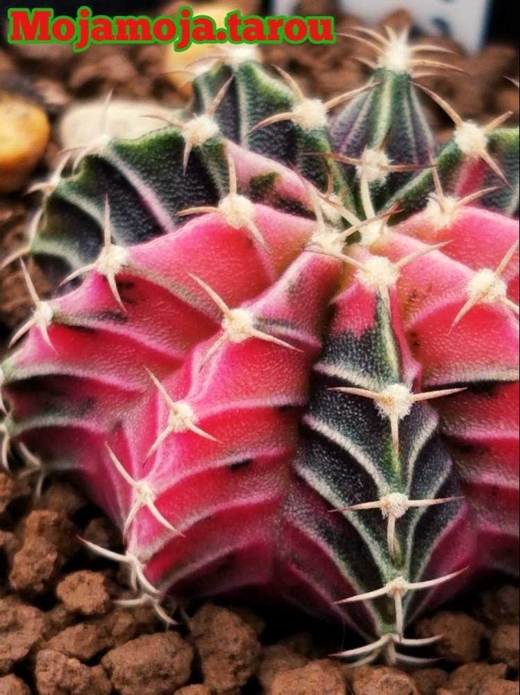 棚の画像 by もじゃもじゃ太郎さん | 棚と緋牡丹錦とLB2178とGymnocalycium friedrichii LB2178とhybridとサボテン科とトゲトゲとボタニカルライフとVariegataへの蕩めきとトゲトゲ好きとギムノカリキウム属と植中毒と緋牡丹☆と多肉植物とサボテンと牡丹玉 LB2178とLB2178 hybridとLB2178☆と珍奇植物と多肉男とトゲトゲへのときめきとビザールプランツと鶴仙園と植物棚と池袋 鶴仙園
