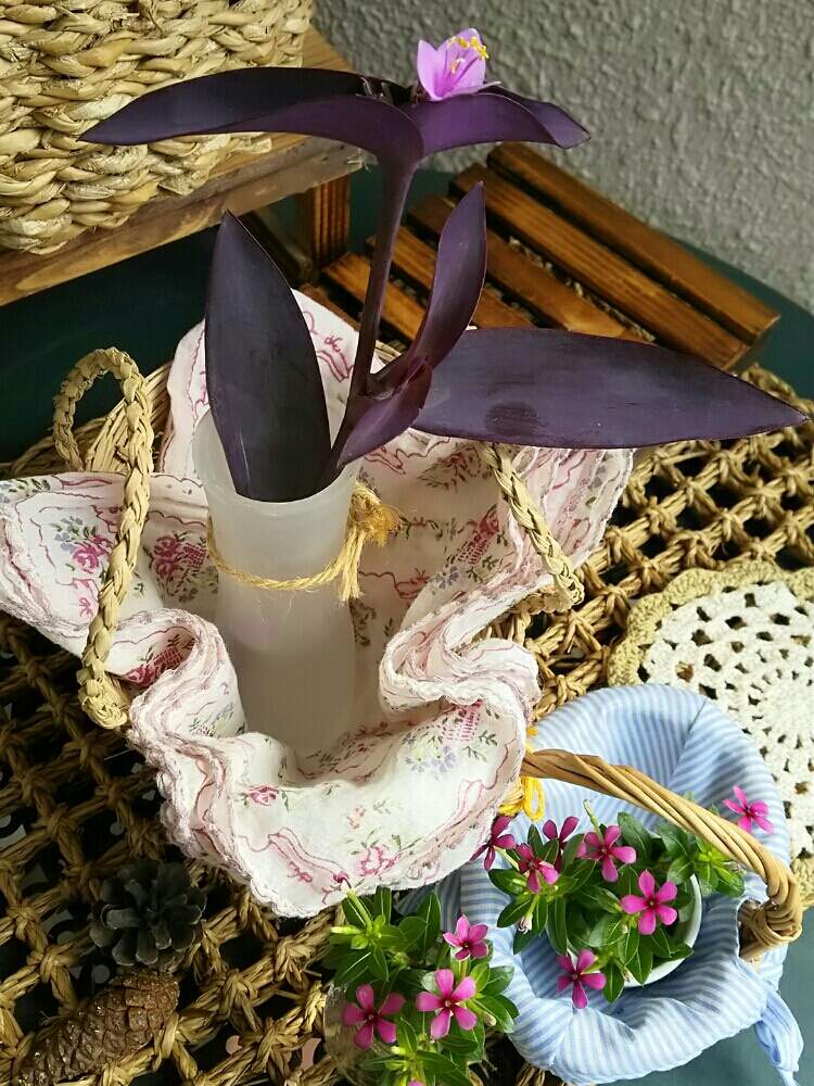 の画像 by *みき*さん | ムラサキゴテンとニチニチソウ フェアリースターとかわいいな♡と花のある暮らしと茶花といやし♡