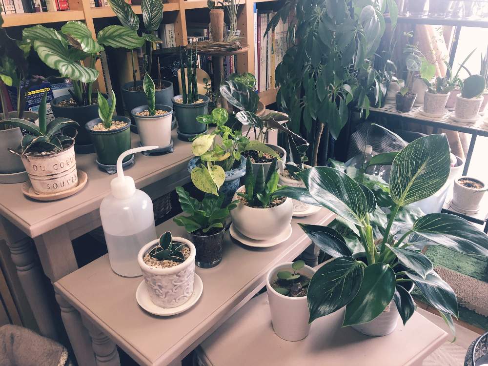 部屋の画像 by coajiさん | 部屋と観葉植物と植物のある暮らしと冬越しとハイドロカルチャーとミニ観葉と多肉女子とジャングル化計画