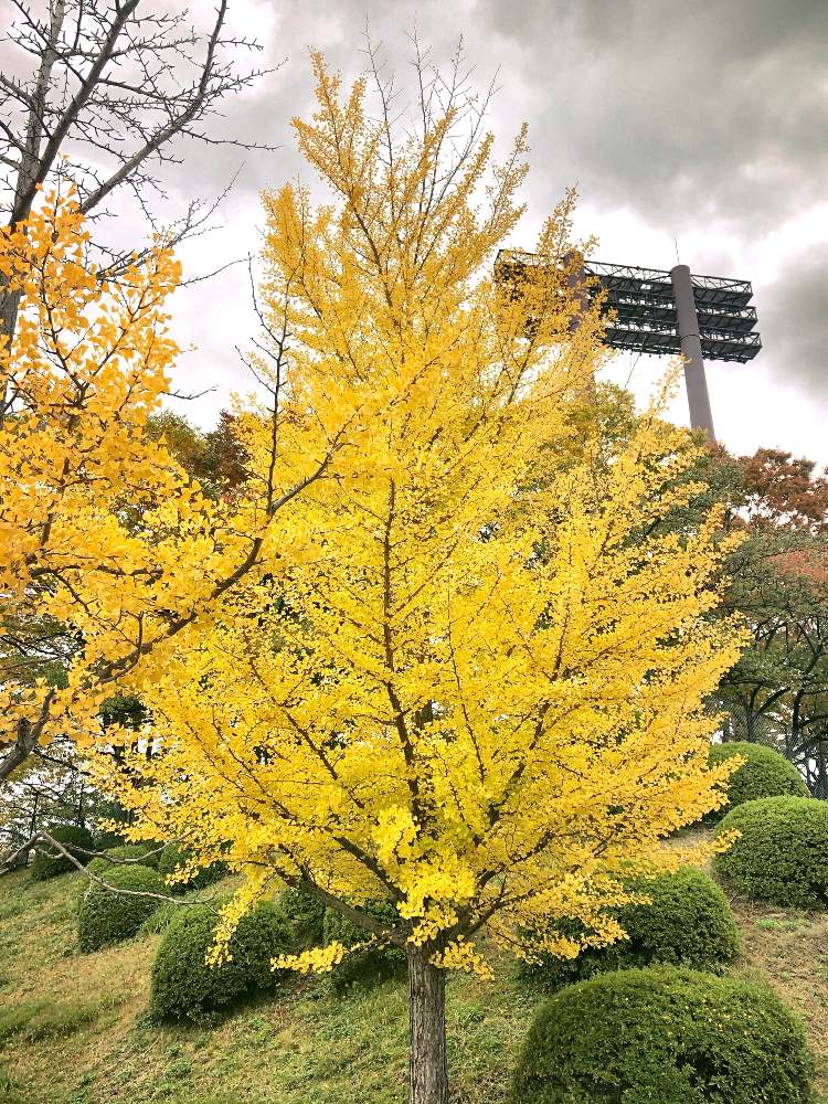 お出かけ先の画像 by shigeさん | お出かけ先と紅葉とイチョウとイチョウの木とイチョウ葉と紅葉(こうよう)とスマホ撮影と岩手県