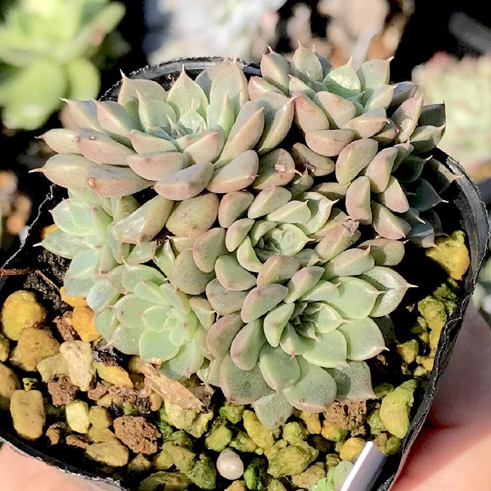 バルコニー/ベランダの画像 by たねさん | バルコニー/ベランダとグラプトベリア キュートとgraptopetalum cuteと多肉植物とGraptoveriaと福岡とグラプトベリア属とたねんちのグラプト