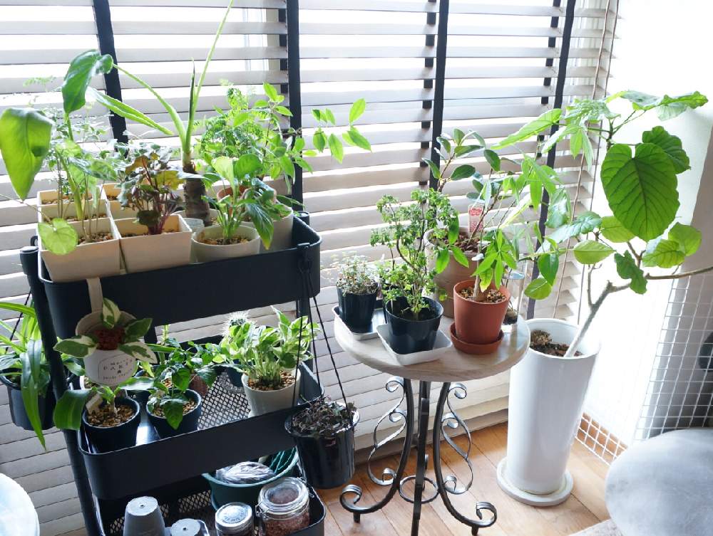 部屋の画像 by ゆぐりんさん | 部屋と観葉植物と シンゴニウムと ガジュマルとスパティフィラム。とリビングと パキラとポリシャス属