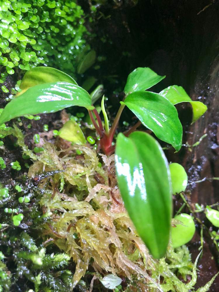 インテリアの画像 by nature.Tagさん | インテリアとHomalomena sp. Cameron Highlands】とドリル出たっとホマロメナ属と苔リウムと観葉植物と水草水槽とテラリウムと緑のある暮らしと苔(こけ)と観葉植物のある暮らしと水草と熱帯植物とアクアリウムとアクアテラリウム