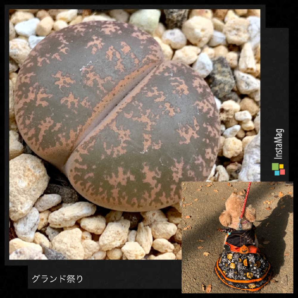 お出かけ先の画像 by あーちゃんさん | お出かけ先と紫勲玉とマルプー チェルシーと多肉植物と猛暑に負けないと嬉しいと癒しと植中毒と今日の一枚と綺麗と多肉女子とわんこのいる生活と可愛いとわんこと一緒と丈夫!とリトープス属と増える
