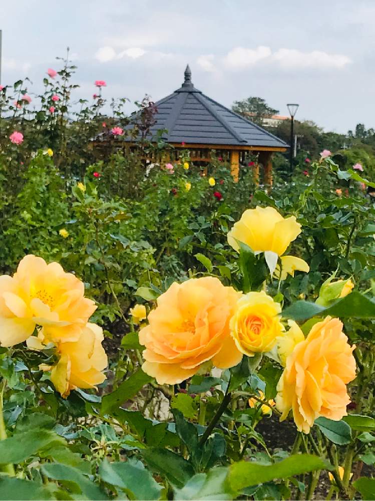 お出かけ先の画像 by やま7さん | お出かけ先といいなぁ~とお散歩写真と黄色の花とまた来年も咲いてね!と花のある暮らしと薔薇♪と自然が好き