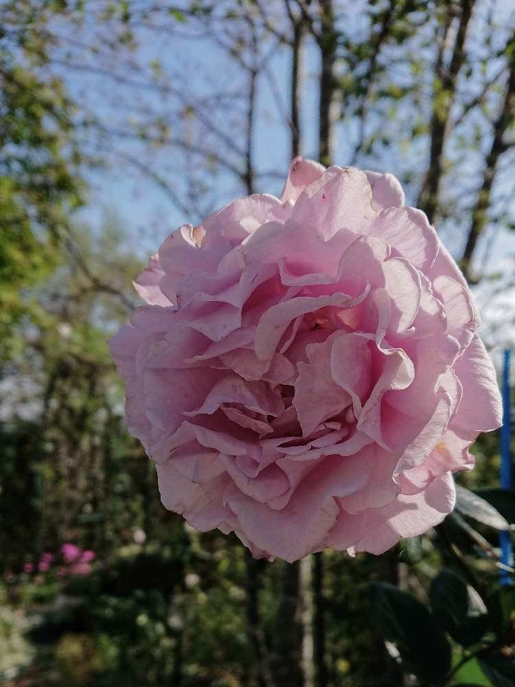 の画像 by のりりんの森さん | マイガーデンとキュンキュン乙女倶楽部と薔薇愛同盟と薔薇エターナル