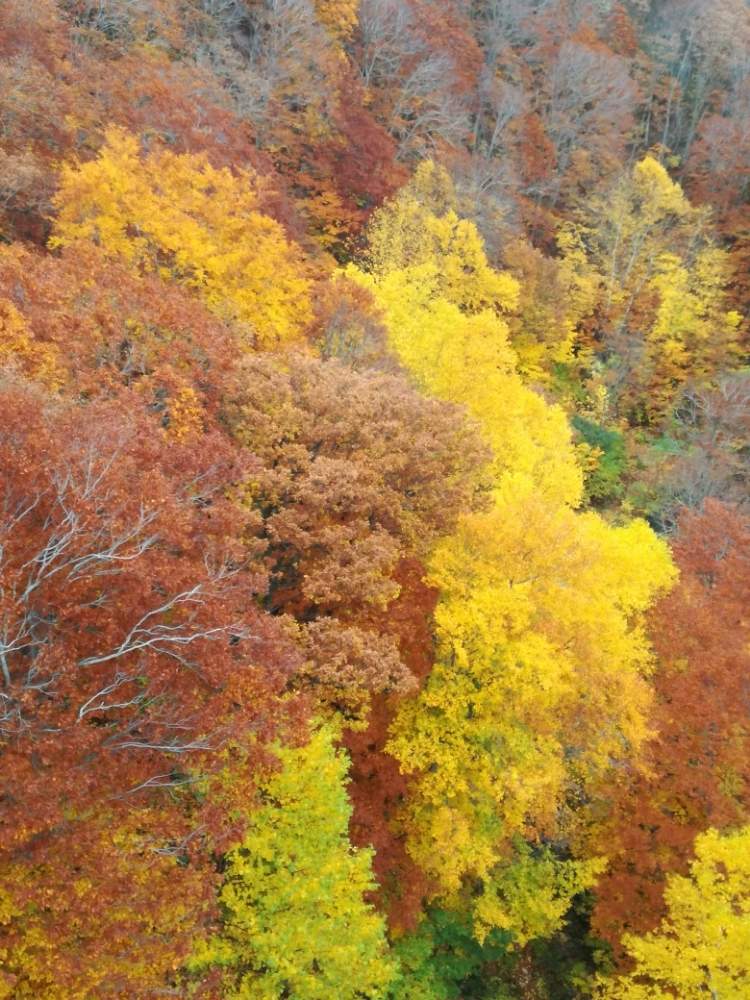 お出かけ先の画像 by ぽんさん | お出かけ先とバラと夢CLUBと紅葉(こうよう)と青森とあきと八甲田山