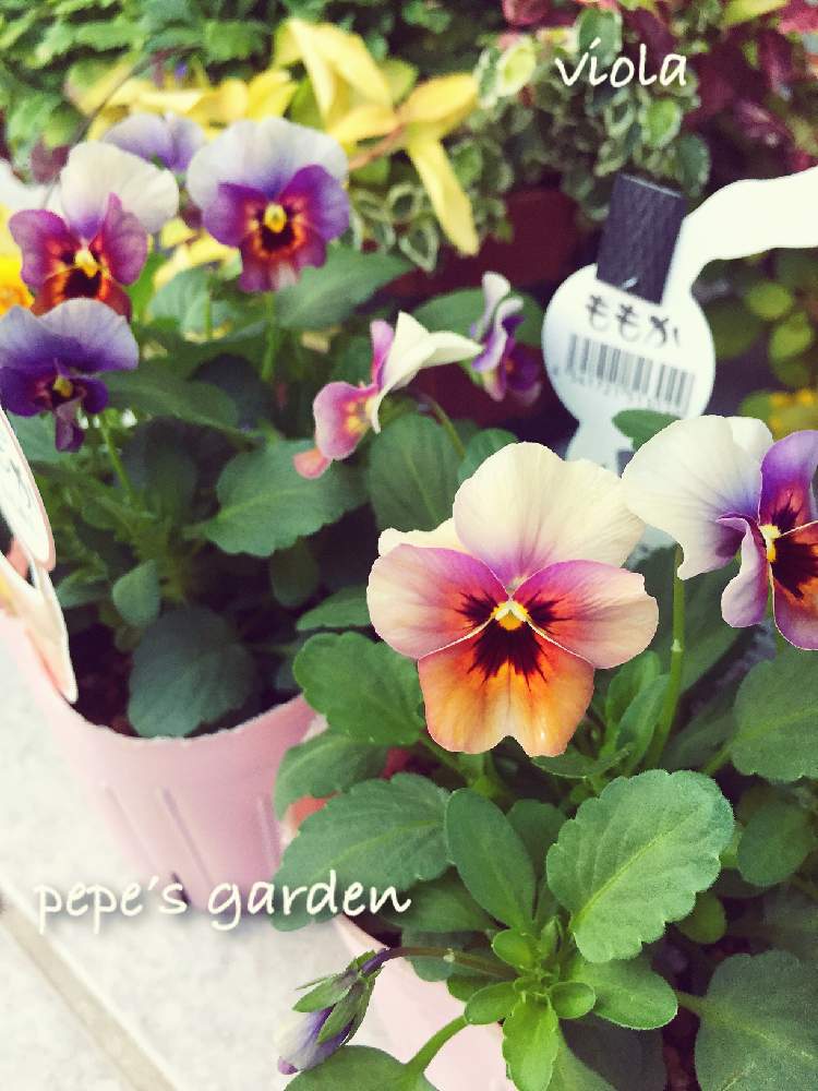 の画像 by ★pepe★さん | うつくしま福島とビオラ・パンジーとお気に入り♡と癒しと東北と秋色と可愛いと花のある暮らしと被災地にエールを…。とやっぱり花が好き♡と大好きビオラとiPhone撮影
